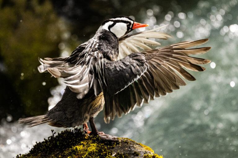 Pato de los Torrentes